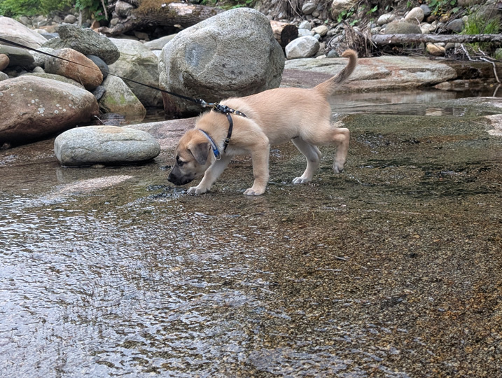 chinook dog